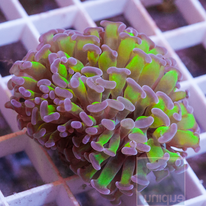 MS-hammer-coral-19.jpg