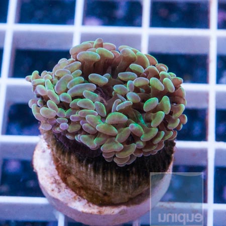 MS-Hammer coral 27 39.JPG