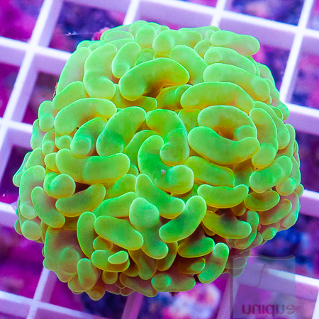 MS-hammer coral 35 48.jpg