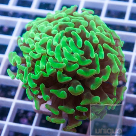 MS-Hammer coral 36 49.JPG