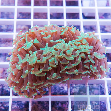 MS-hammer coral 39 55.JPG