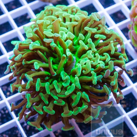 MS-Hammer coral 39 66.JPG