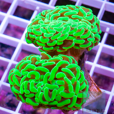 MS-hammer coral 49 79.jpg