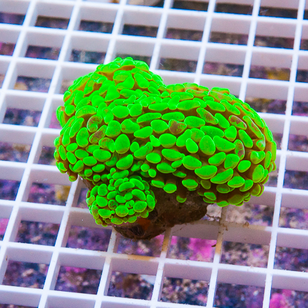 MS-hammer coral 66 89.jpg