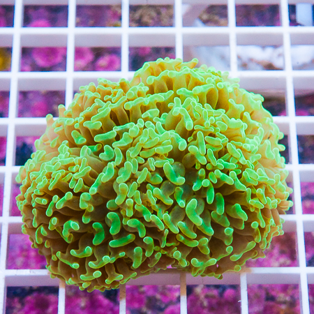 MS-Hammer coral 67 99.jpg