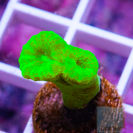 MS-kryptonite candy cane 12 19.jpg