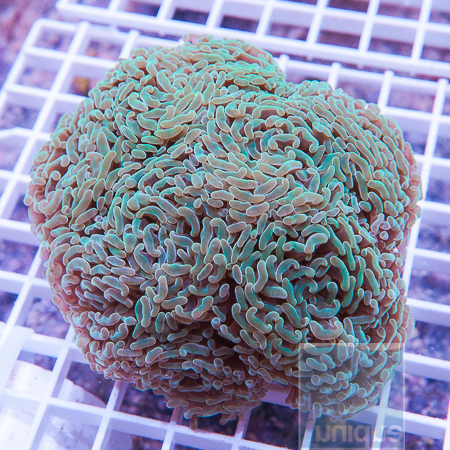 MS-large hammer coral 172 256.JPG
