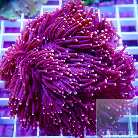 MS-large torch coral 249 169.jpg