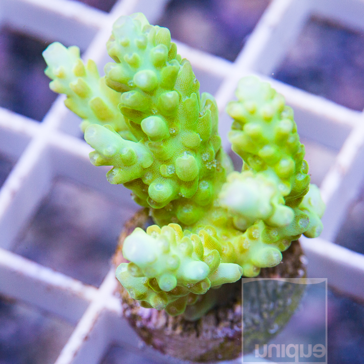 MS-lime aussie acropora 39 59.jpg