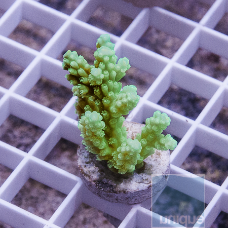 MS-neon acropora 32 54.JPG