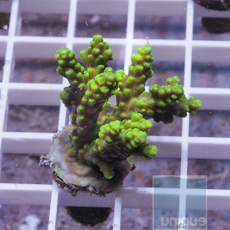 MS-Neon acropora 33 49.JPG