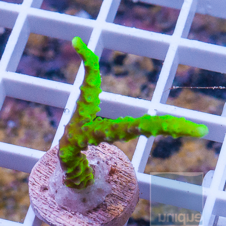 MS-neon anacropora 47 69.JPG