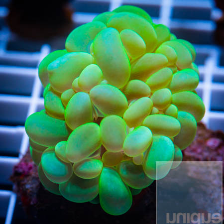 MS-neon bubble coral 99 69.jpg