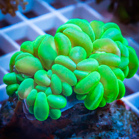 MS-neon bubble coral 99 69.jpg