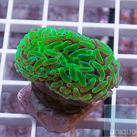 MS-Neon green hammer coral 24 39 (2).jpg