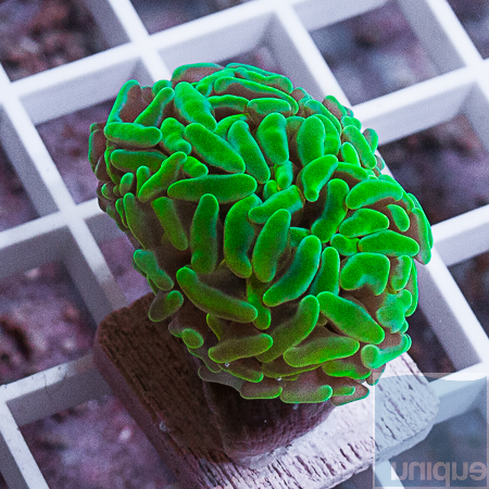 MS-Neon green hammer coral 24 39.jpg