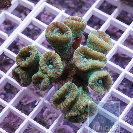 MS-neon green trumpet coral 47 76.JPG