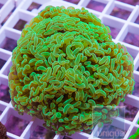 MS-neon hammer coral 109 159.JPG