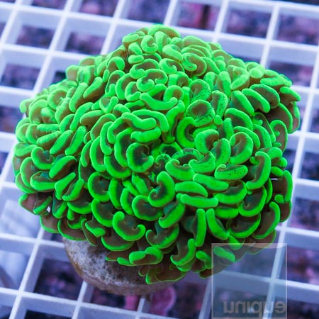 MS-neon hammer coral 79 139.JPG