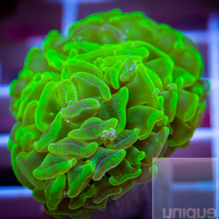 MS-neon highlighter hammer coral 99 69.jpg