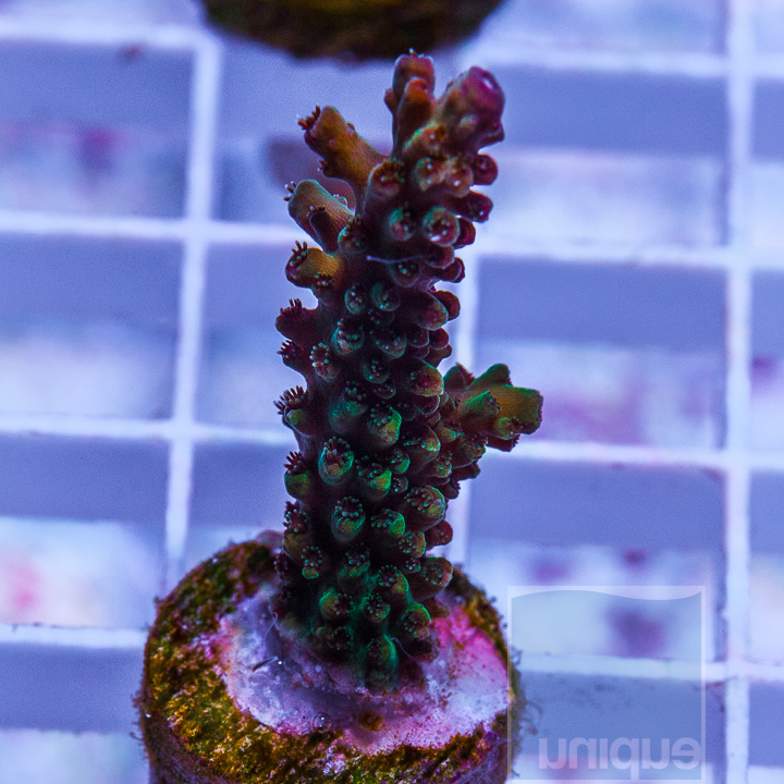 MS-New Release UC Rose Gold Acropora- 89.jpg