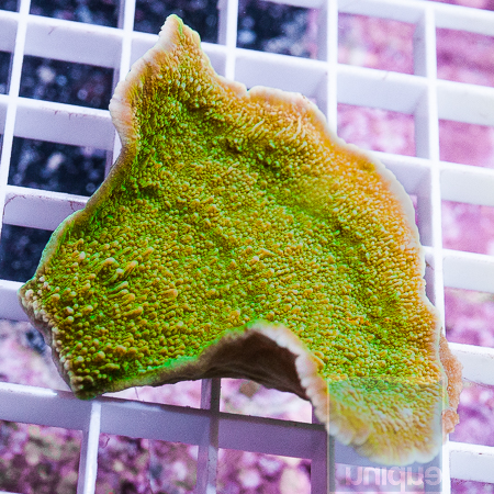 MS-odd colored montipora 19 29.jpg