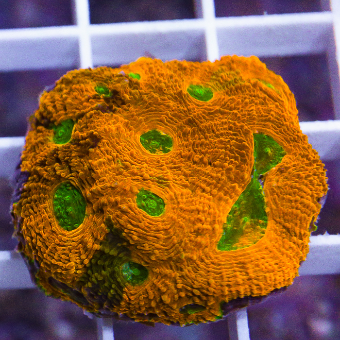 MS-og-orange-crush-acan-echinata-49.jpg