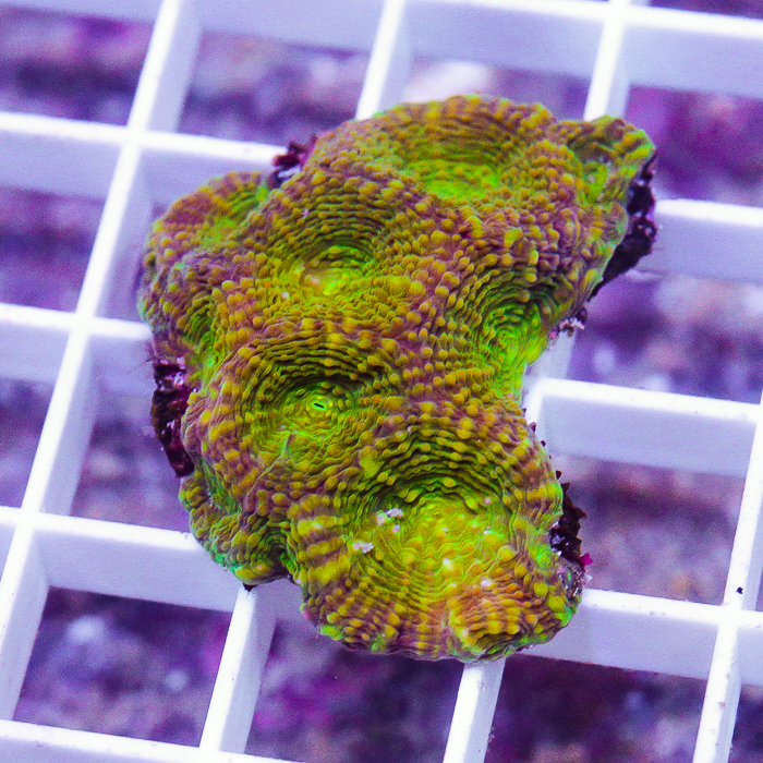 MS-olive-acan-echinata-39-79.jpg