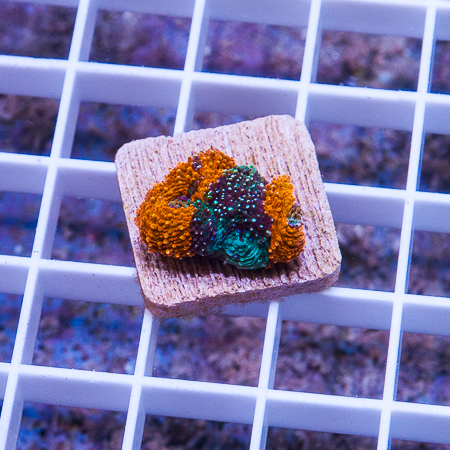 MS-orange crush acan echinata 37 49.jpg