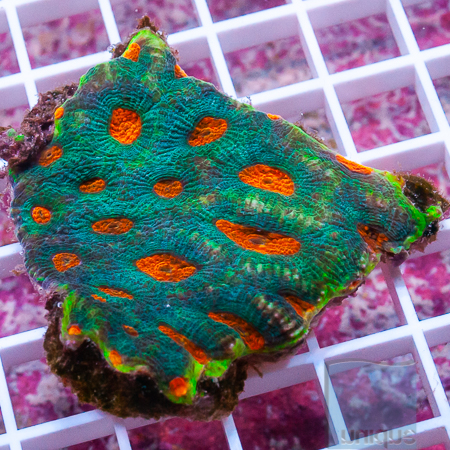 MS-orange eye acan echinata 99 149.jpg