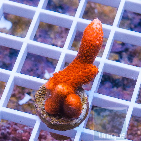 MS-orange montipora 26 39.JPG