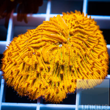 MS-orange plate coral 59 39.jpg