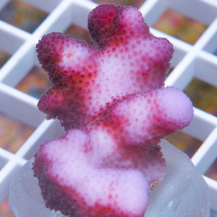 MS-pink-pocillopora-19-39.jpg