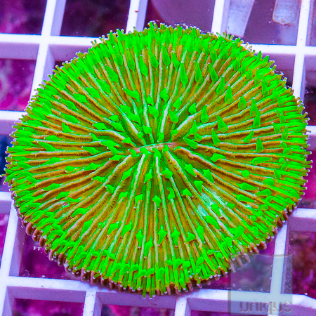 MS-plate coral 29 39.jpg