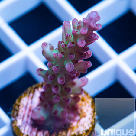 MS-plum Acropora 69 46.jpg