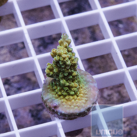 MS-premium acropora 13 22.JPG