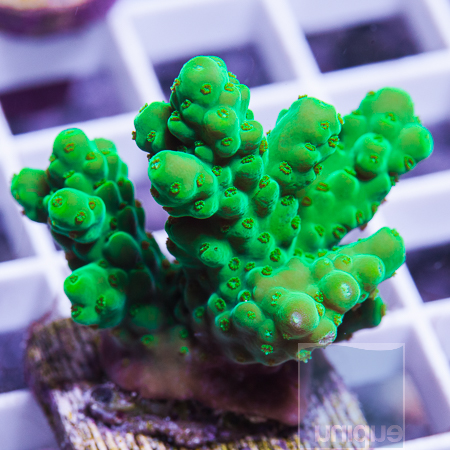 MS-premium acropora 14 29.jpg