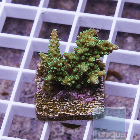 MS-premium acropora 27 39.JPG