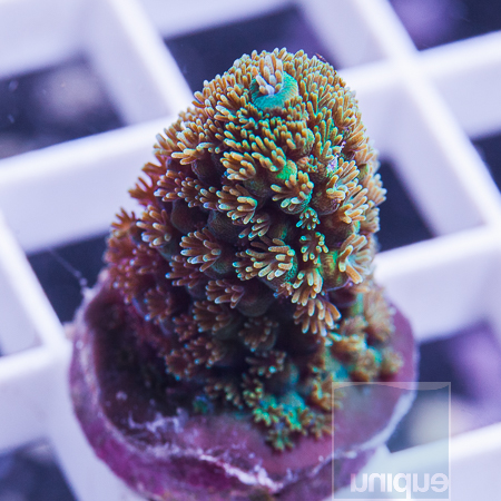 MS-premium acropora 5 29.jpg