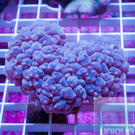 MS-purple bubble coral 129 79.jpg