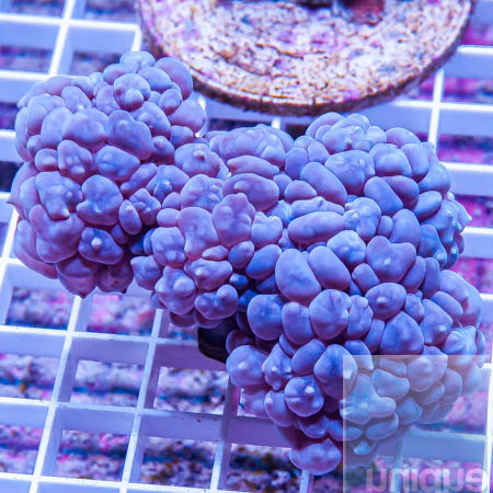 MS-purple bubble coral 199 139.jpg
