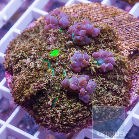 MS-purple bubbly trouble mushroom 289 399.JPG