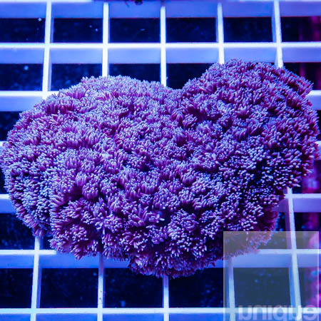 MS-purple goni colony 199 139.jpg