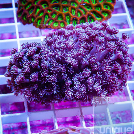 MS-purple goniopora 119 79.jpg