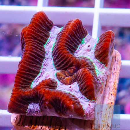 MS-purple ooze platy 29 39.jpg