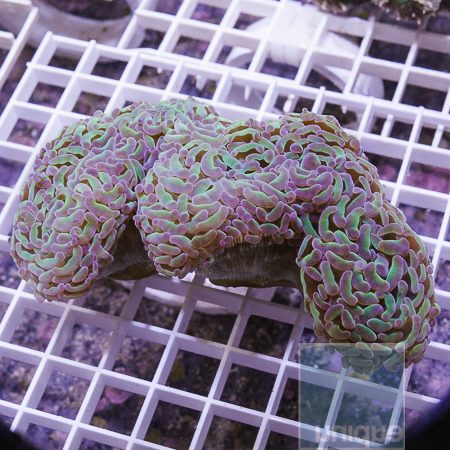 MS-purple plasma hamer coral 119 179.JPG