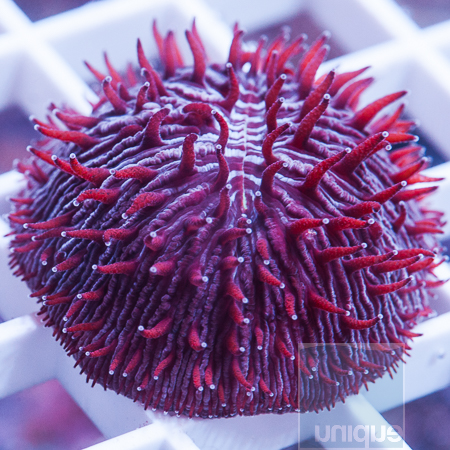 MS-purple-plate-coral-19-39.jpg