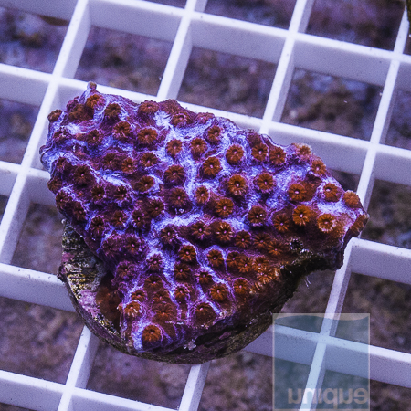 MS-purple smoothie cyphastrea 32 49.JPG