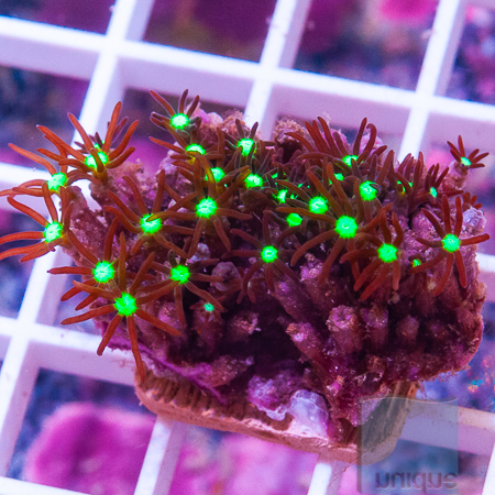 MS-purple star polyps 6 22.jpg