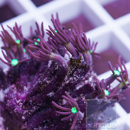 MS-purple star polyps 8 36.jpg